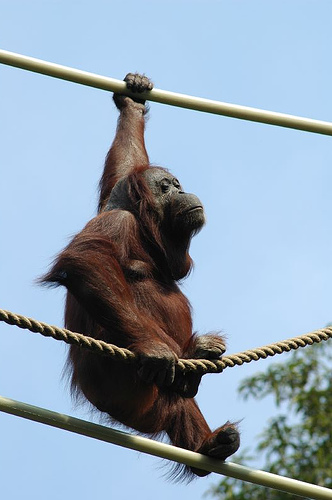 Name:  Tightrope Walker Orangutang.jpg
Views: 554
Size:  64.9 KB