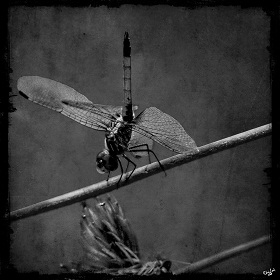 Name:  Tightrope Walker Bug.jpg
Views: 548
Size:  49.2 KB