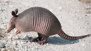 Name:  armadillo.jpg
Views: 124
Size:  10.0 KB