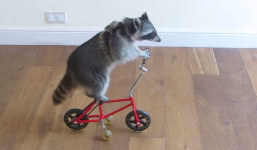 Name:  outdoorhub-video-raccoon-learns-to-ride-a-tiny-bike-2015-07-08_18-03-59-880x515.jpg
Views: 524
Size:  51.1 KB