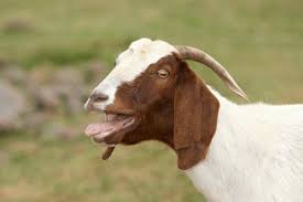 Name:  Goat.jpg
Views: 374
Size:  4.6 KB