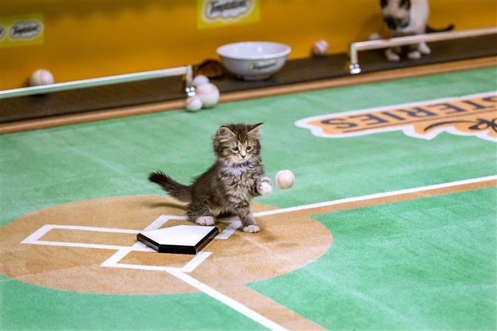 Name:  kitten baseball.jpg
Views: 925
Size:  39.0 KB