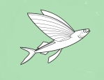 Name:  funafuti flying fish.png
Views: 922
Size:  17.0 KB