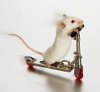 McMousey's Avatar