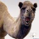 The GEICO Camel's Avatar