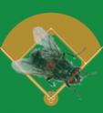 infieldfly's Avatar